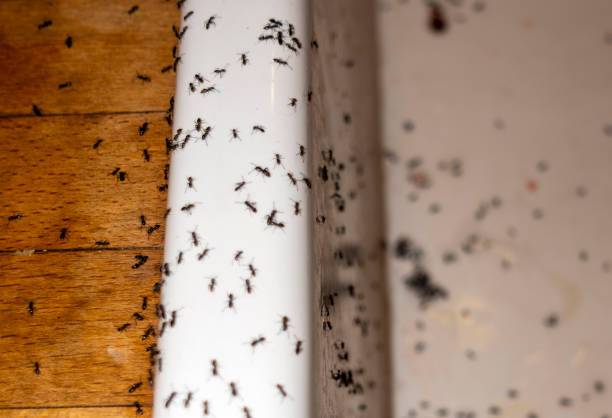 Best Pest Prevention Services  in Oakhurst, NJ
